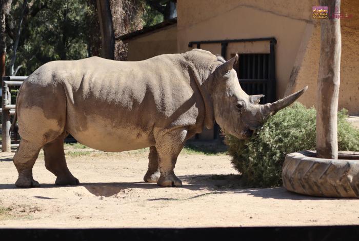 Zoológico de Morelia te invita a reciclar tu arbolito