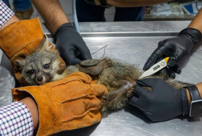 Zorro gris rescatado se prepara para regresar a la vida silvestre